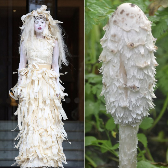 Some mushrooms look exactly like Lady Gaga.