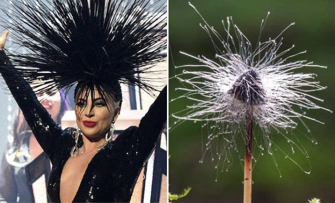 Some mushrooms look exactly like Lady Gaga.