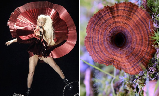 Some mushrooms look exactly like Lady Gaga.