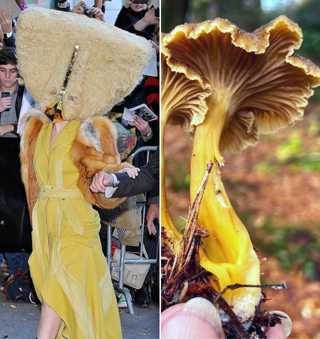 Some mushrooms look exactly like Lady Gaga.