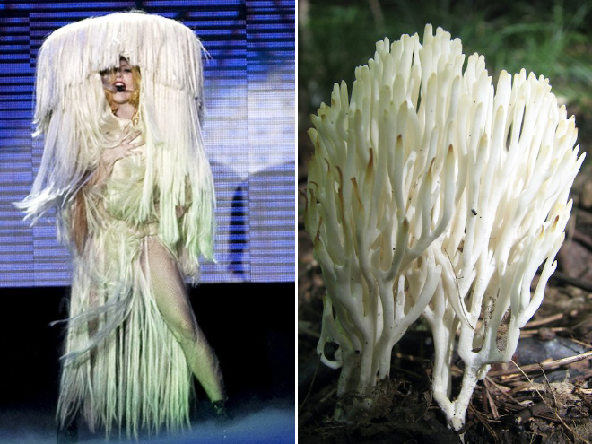 Some mushrooms look exactly like Lady Gaga.