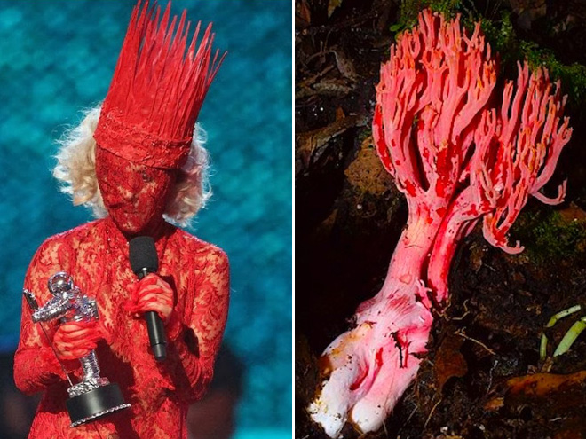 Some mushrooms look exactly like Lady Gaga.