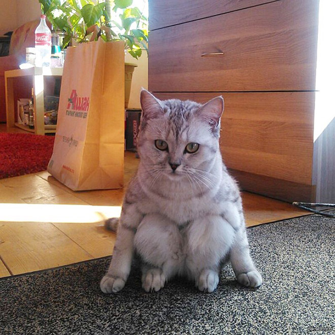 Awkwardly sitting cat.