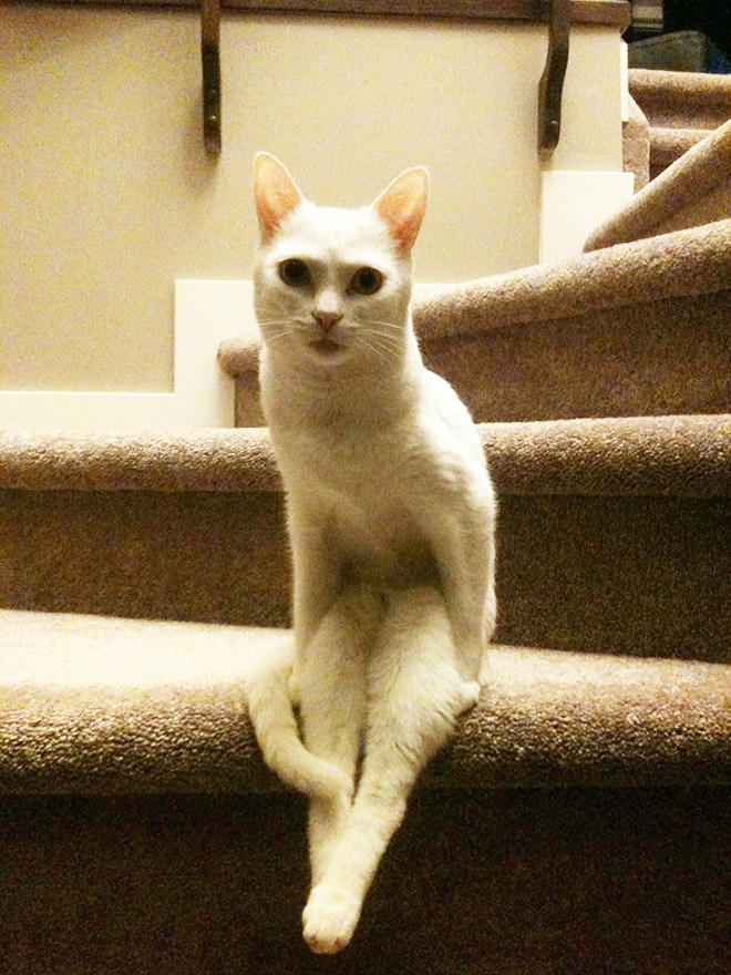 Awkwardly sitting cat.