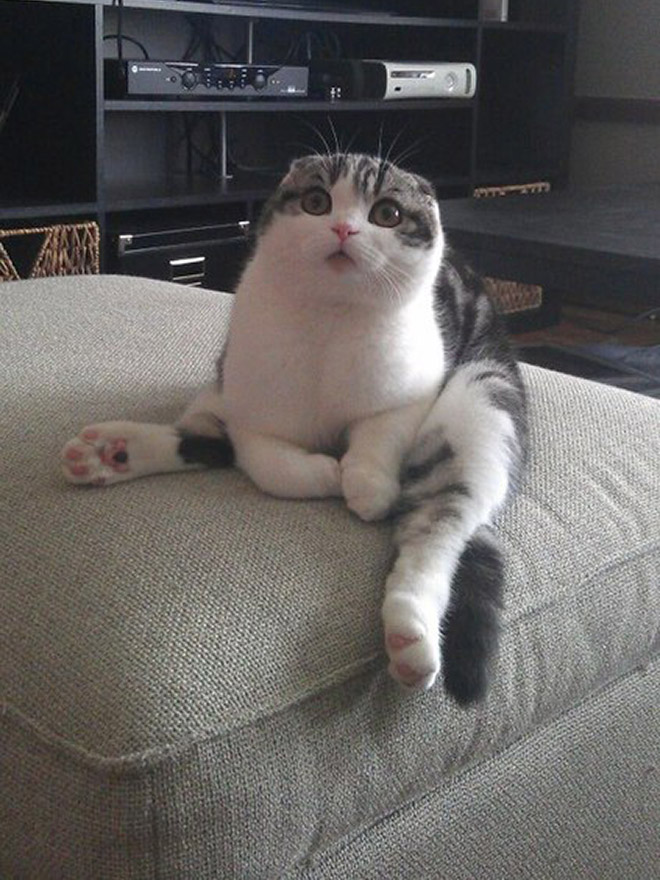 Awkwardly sitting cat.