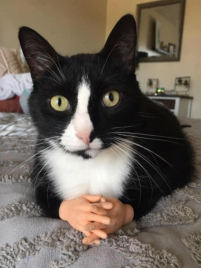 Cats with human hands are real!