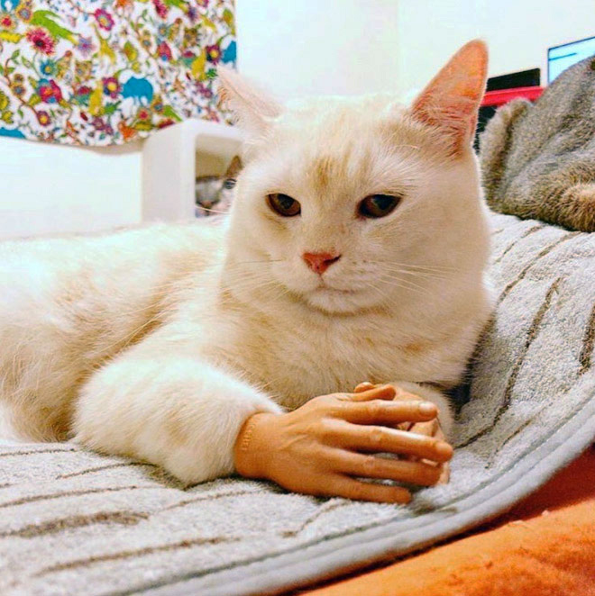 Cats with human hands are real!