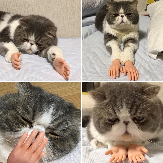 Cats with human hands are real!