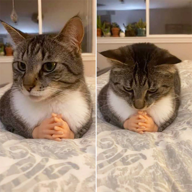 Cats with human hands are real!