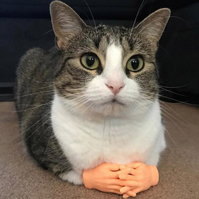 Cats with human hands are real!