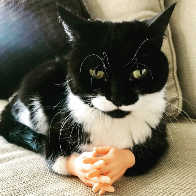 Cats with human hands are real!