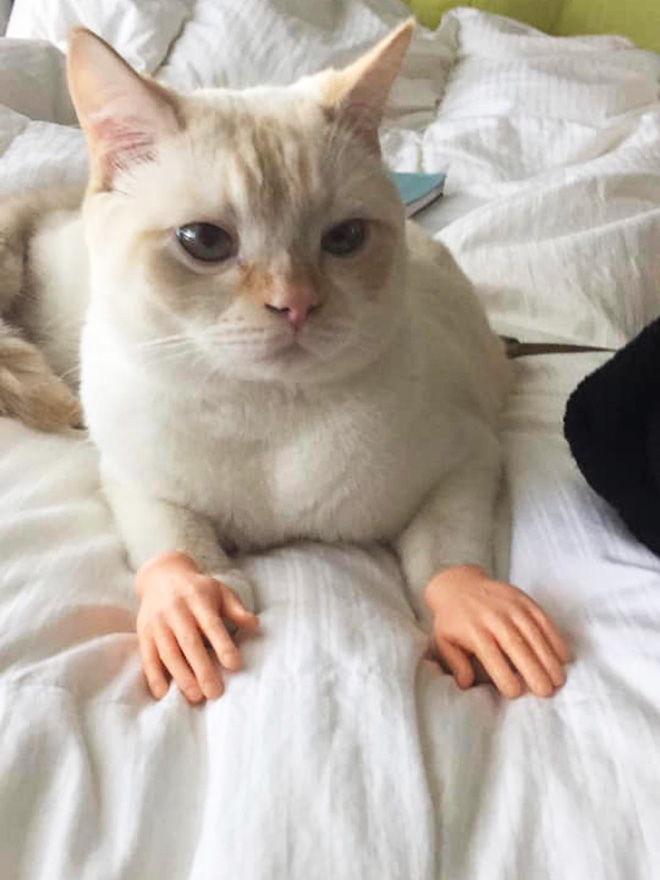 Cats with human hands are real!