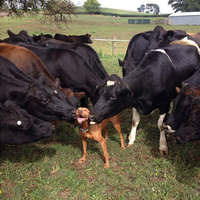 Cow tongue attack.