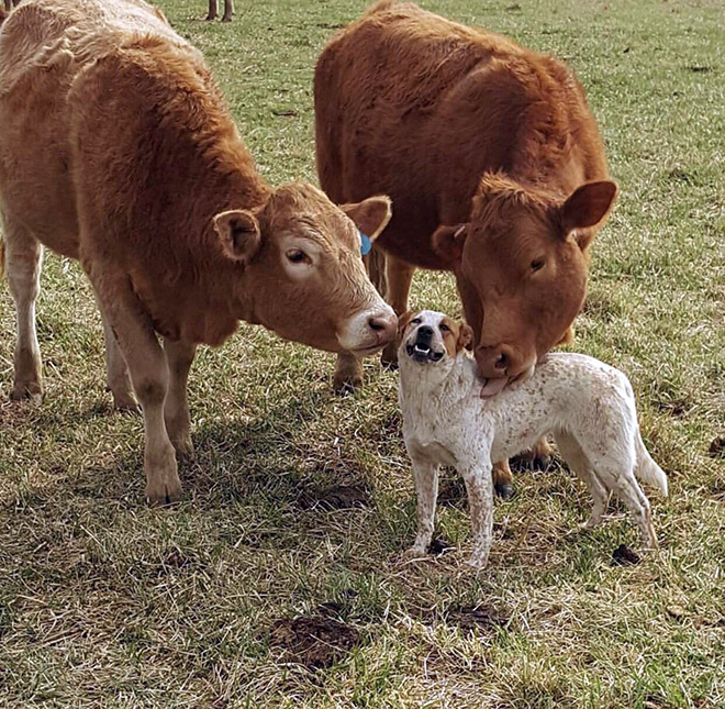 Cow tongue attack.