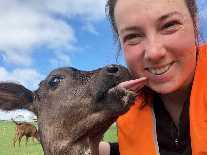 Cow tongue attack.