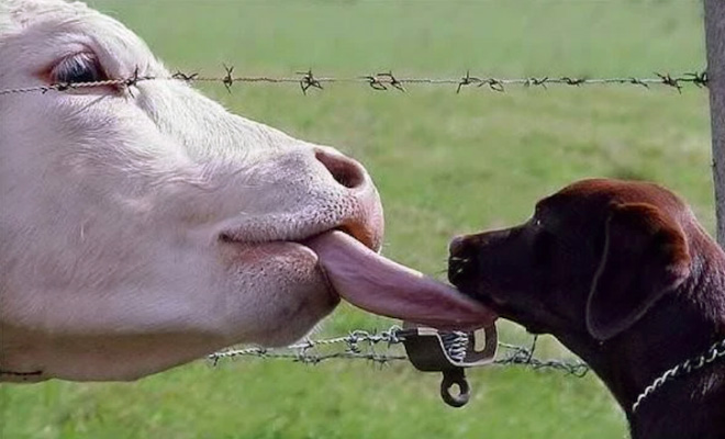 Cow tongue attack.