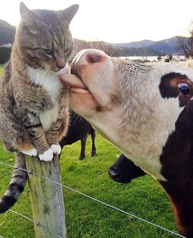 Cow tongue attack.