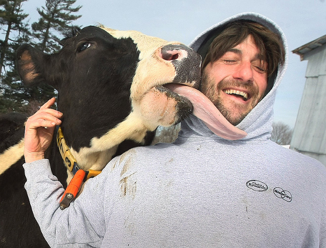 Cow tongue attack.