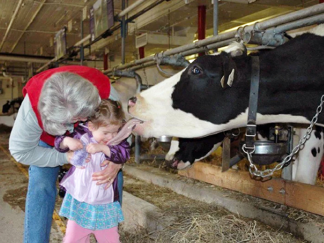 Cow tongue attack.