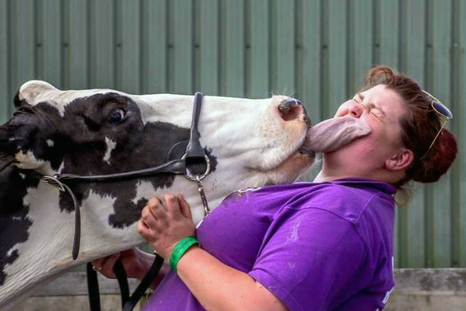 Cow tongue attack.