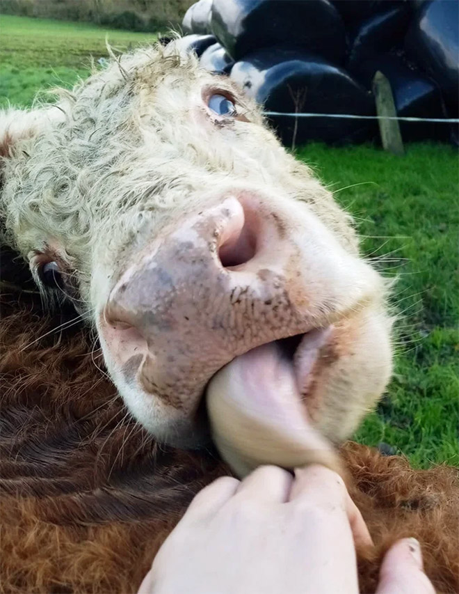 Cow tongue attack.