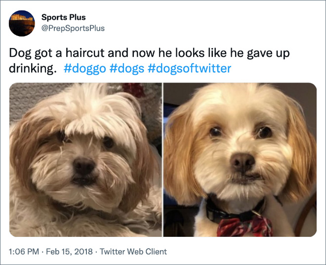 Funny tweet about dogs.