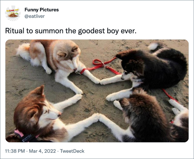 Funny tweet about dogs.