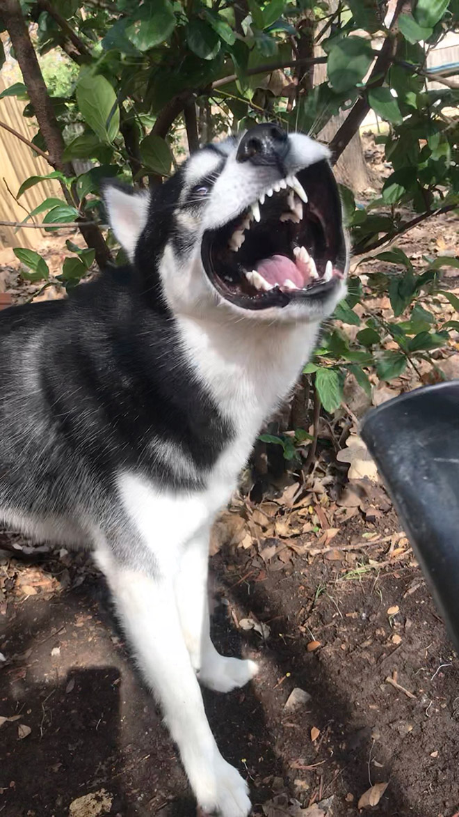 Leaf blower vs. dog.