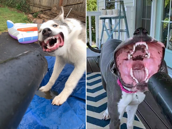 Leaf blower vs. dog.