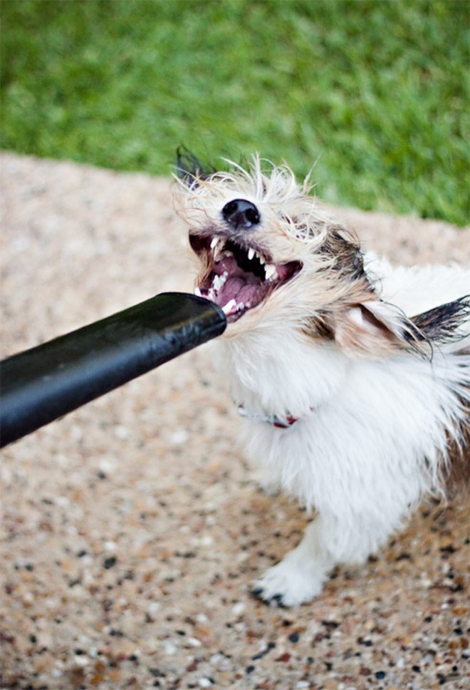 Leaf blower vs. dog.