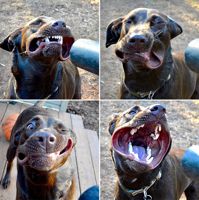 Leaf blower vs. dog.