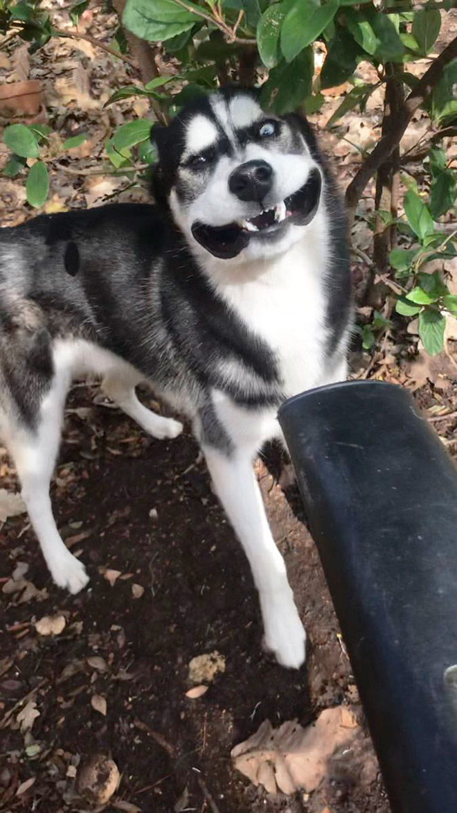 Leaf blower vs. dog.