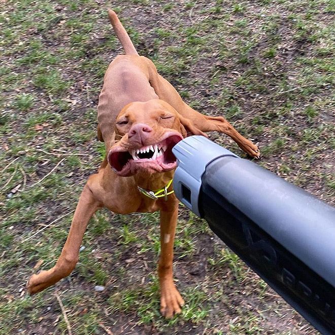 Leaf blower vs. dog.