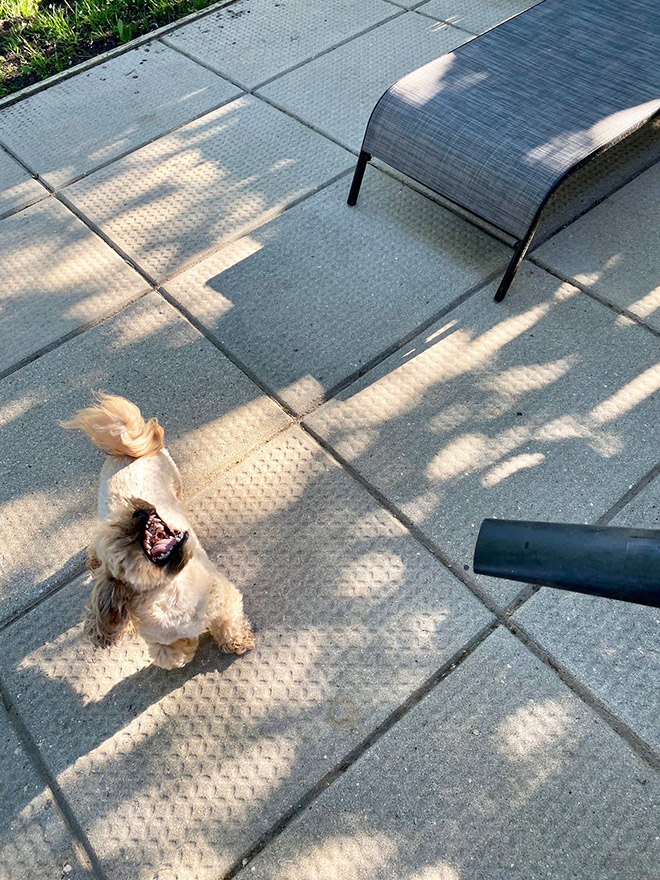 Leaf blower vs. dog.