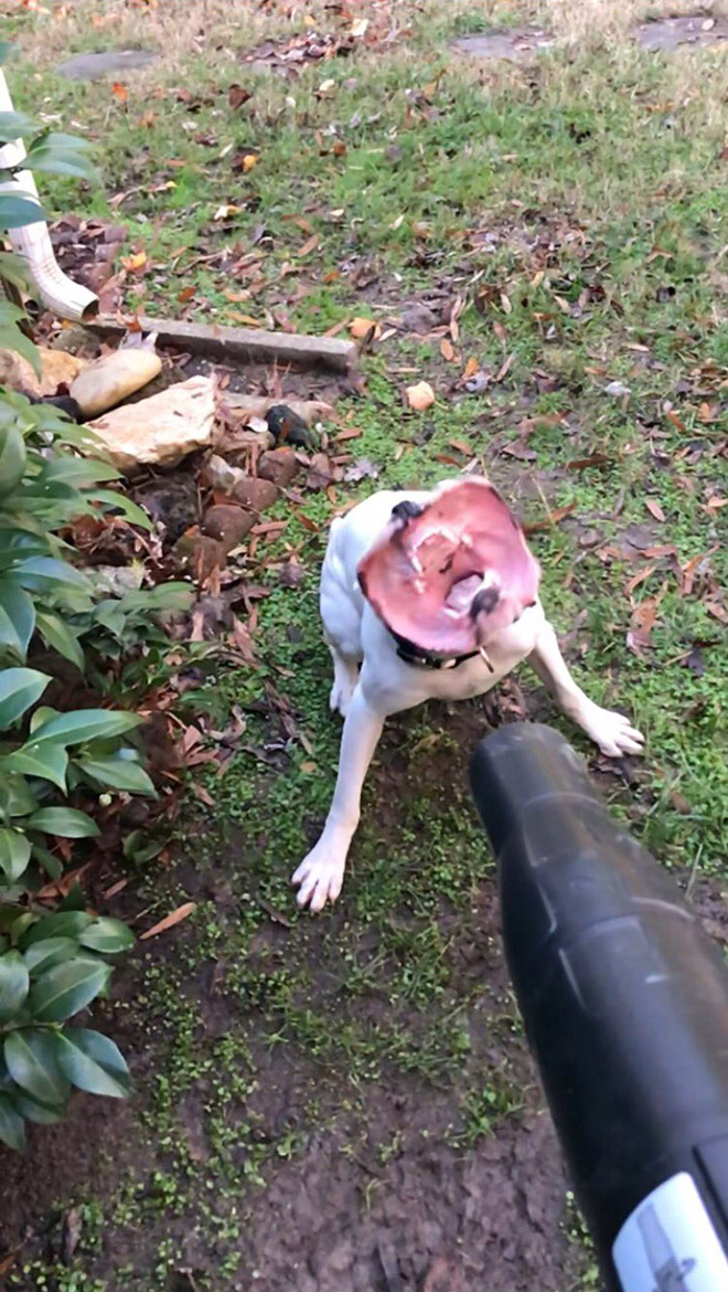 Leaf blower vs. dog.