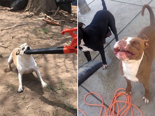 Leaf blower vs. dog.