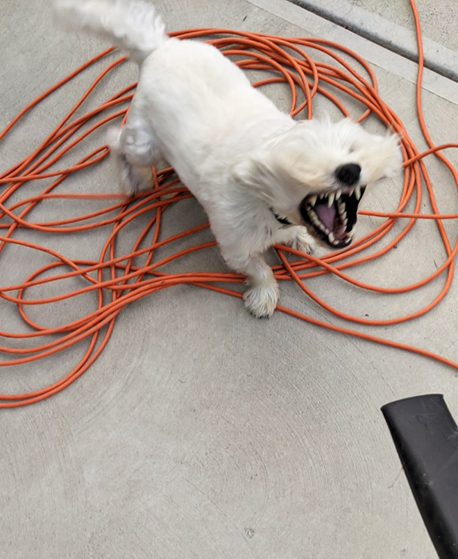 Leaf blower vs. dog.