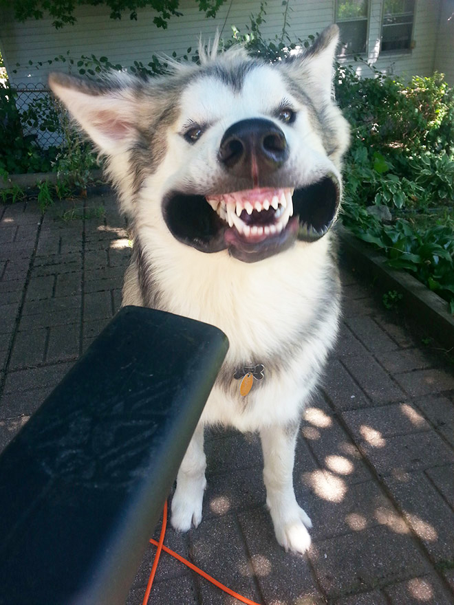 Leaf blower vs. dog.