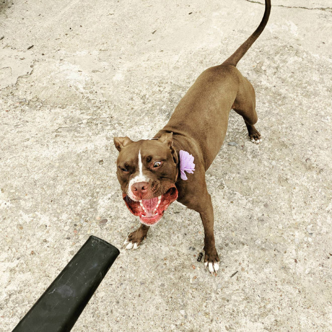 Leaf blower vs. dog.