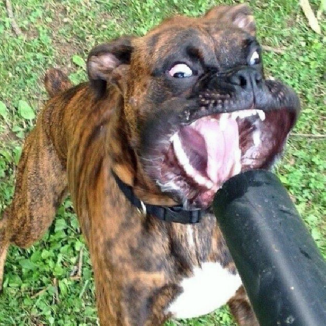 Leaf blower vs. dog.