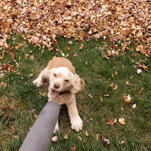 Leaf blower vs. dog.