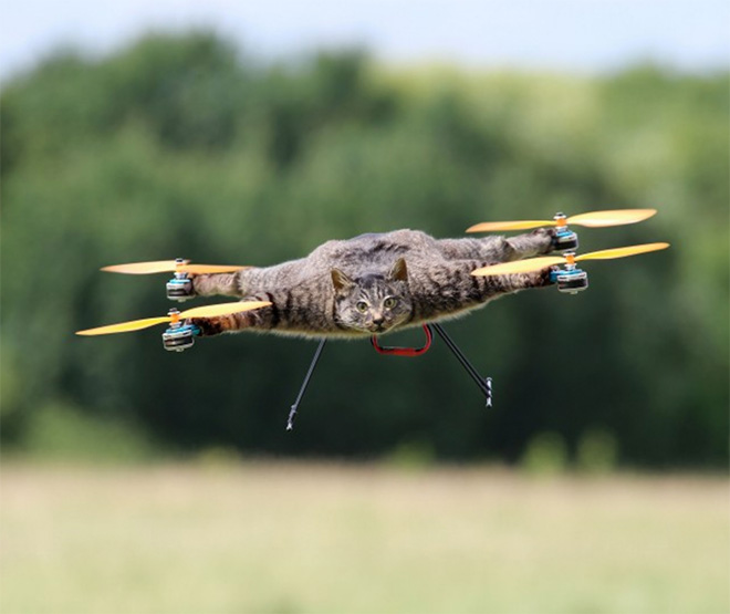 Cat copter.