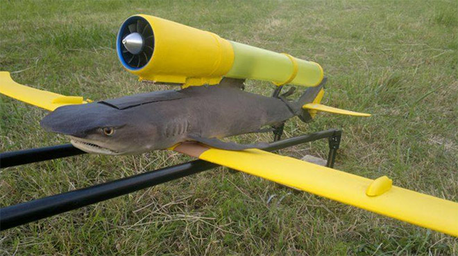 Shark drone.