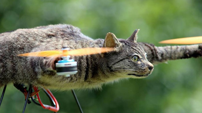 Cat copter.