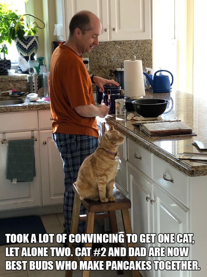 Dad vs. that damn cat.