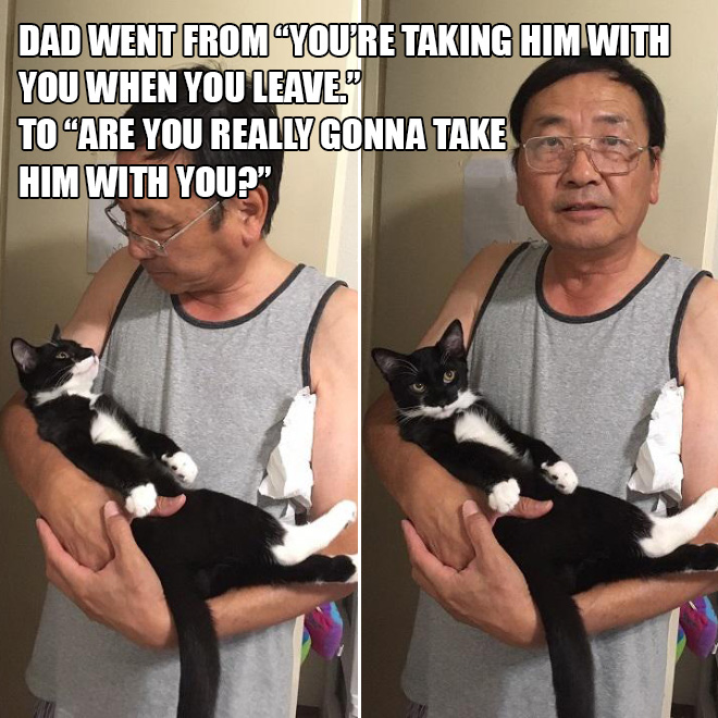 Dad vs. cat.