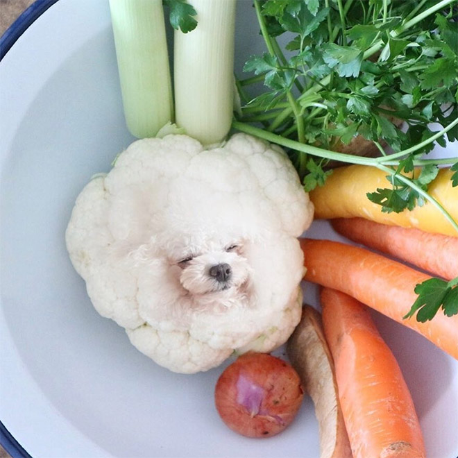 Dog photoshopped in food.