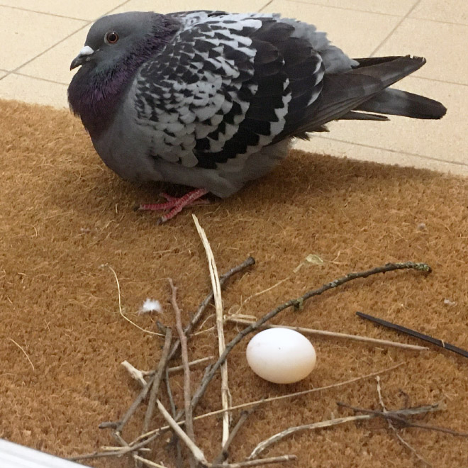 Pigeon nest fail.