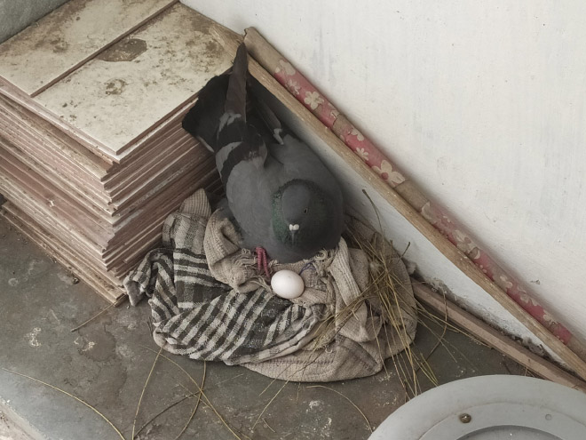 Crappy pigeon nest.