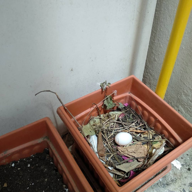 Crappy pigeon nest.